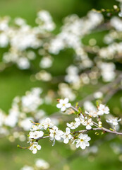 White flowers bloom in the trees. Spring landscape with blooming sakura tree. Beautiful blooming garden on a sunny day. Copy space for text.