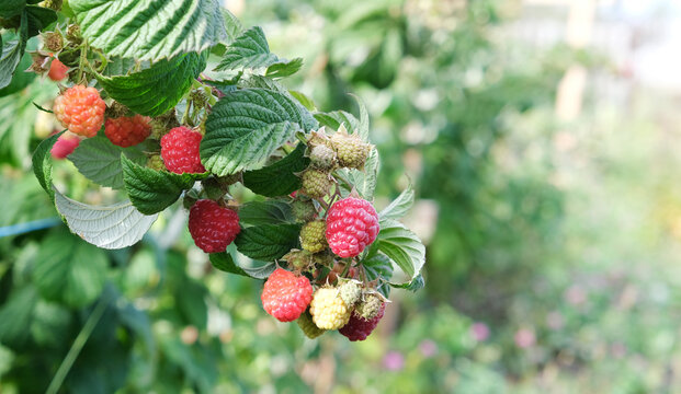 red raspberries on a bush in the garden