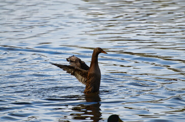 duck in water