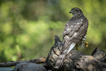 sparrow-hawk resting on a tree