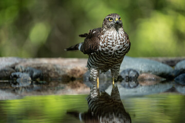 sparrow-hawk resting on a tree