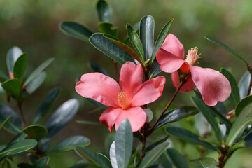 アザレアツバキ