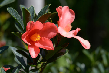 アザレアツバキ