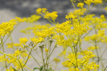 Fototapeta premium オミナエシ 秋の七草