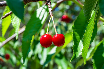 Obraz premium Photography on theme beautiful fruit branch cherry tree