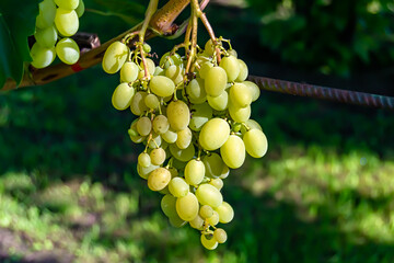 Photography on theme beautiful berry branch grape bush