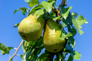 Photography on theme beautiful fruit branch pear tree