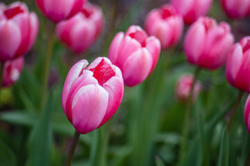 Obraz premium Tulipany