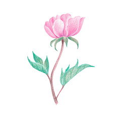 colored pencil pink peony