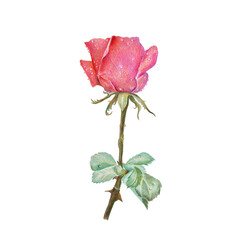 colored pencil red rose