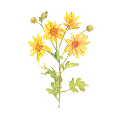colored pencil yellow chrysanthemum