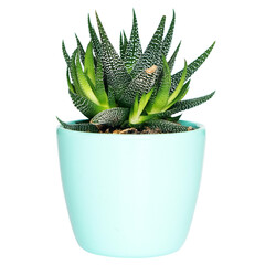 transparent image of cactus in a pot