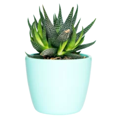Foto op Canvas transparent image of cactus in a pot © AGNOR