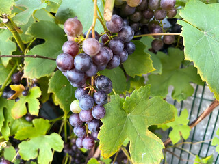 The fruit of the grapes ripening in the sun .