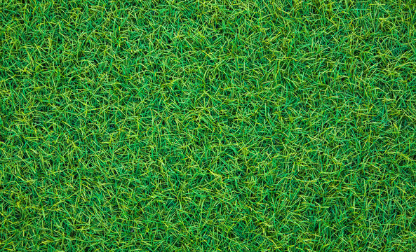 Green grass texture, abstract natural background