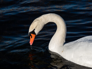 Beautiful close-up of portrait of adult mute swan (cygnus olor) with focus on eye and head with deep blue, dark background in sunlight