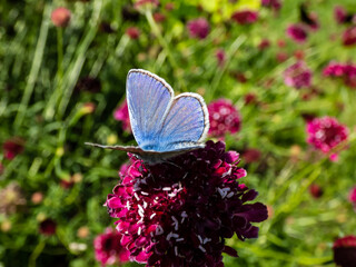 Close-up of adult male of the common blue butterfly or European common blue (Polyommatus icarus)...