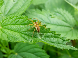 Macro of fishing spider, raft spider, dock spider or wharf spider (Dolomedes sp.) on a leaf
