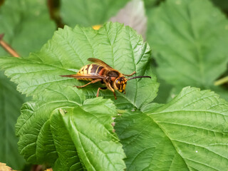 Close-up shot of the European hornet (Vespa crabro) striped with brown and yellow sitting on a leaf in summer