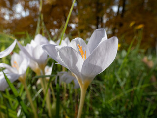 Close-up shot of white Crocus cancellatus blooming in autumn with orange fall scenery in background