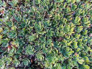 Macro of the Alpine saxifrage, encrusted saxifrage or silver saxifrage (Saxifraga paniculata) with...