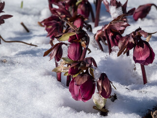 Close-up of the purple-flowered Purple Hellebore or Christmas rose (Helleborus purpurascens) surrounded and covered with white snow in early spring in sunlight. Flowers in snow