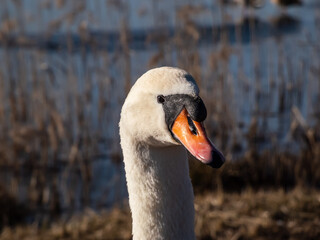 Beautiful close-up portrait of the adult mute swan (cygnus olor) with focus on eye early in sunlight in the spring with lake scenery in the backġround