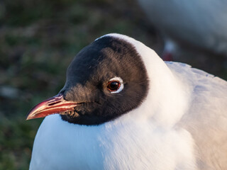 Beautiful and detailed shot of the black-headed gull (Chroicocephalus ridibundus) looking to the side in golden hour light with blurred background