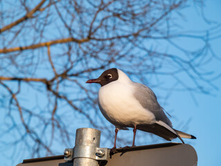 Beautiful and detailed shot of the black-headed gull (Chroicocephalus ridibundus) looking to the side in golden hour light with blurred background