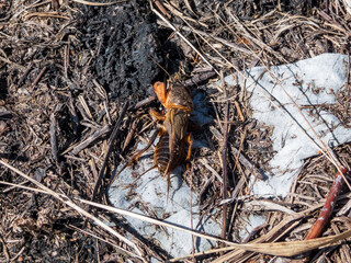 Close-up shot of the European mole cricket (Gryllotalpa gryllotalpa) above ground in sunlight digging its way into the ground
