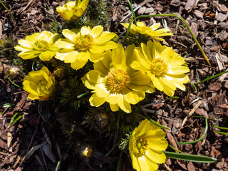 Close-up shot of beautiful spring flowers - yellow pheasant's eyes or false hellebores (Adonis vernalis) growing and blooming in the rock garden in bright sunlight in spring