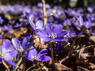 Macro shot of the Common hepatica (Anemone hepatica or Hepatica nobilis) blooming with purple...