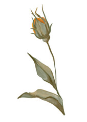 Watercolor flower bud illustration