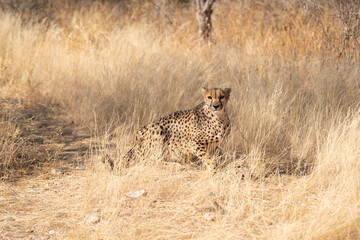 a leopard searching for prey in the grasslands of Namibia's Kalahari Desert