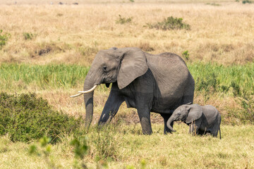 large African elephant walking through the African bush