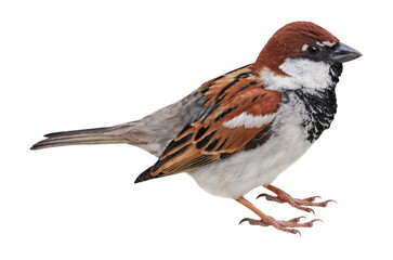 sparrow (Passer italiae), PNG, isolated on transparent background