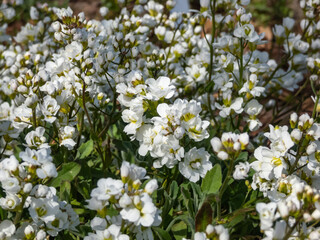Close-up shot of the garden arabis, mountain rock cress or caucasian rockcress (Arabis caucasica...