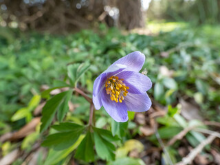 Single spring wood anemone - Anemone nemorosa Allenii - large wonderful lavender-blue or silvery blue flower with seven petals (named after James Allen) with green background