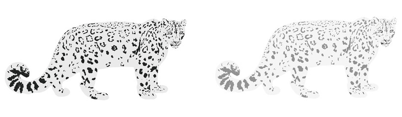 Snow leopard (Panthera uncia), isolated, PNG on transparent background