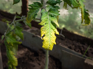Close-up shot of a single green leaf with frost damage of a small, young tomato plant growing in a greenhouse in early spring in sunlight