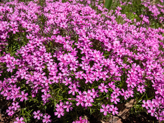 Obraz premium Close-up shot of pink creeping phlox (Phlox subulata x douglasii) 'Zwergenteppich' flowering with pink flowers with red eye in garden forming a dense mat in spring