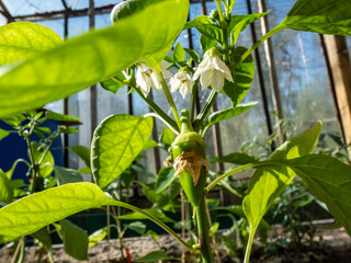 Close-up a small, green pepper fruit starting to grow and mature from the white flower of pepper plant growing in a greenhouse in sunlight