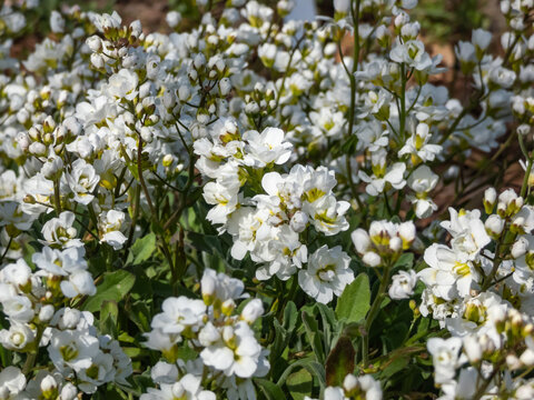 Close-up shot of the garden arabis, mountain rock cress or caucasian rockcress (Arabis caucasica wild) Plena flowering in early spring with white flowers