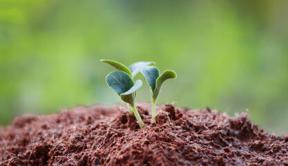 Pumpkins Seedlings are thriving from fertile soil, ecology concept.