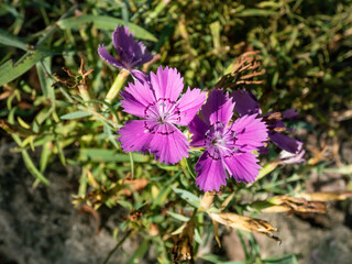 Amur pink (Dianthus amurensis) 'Siberian blue' flowering with purple pink flowers in the garden