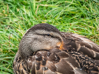 Close-up of adult female mallard or wild duck (Anas platyrhynchos) with predominantly mottled plumage resting and falling asleep in grass