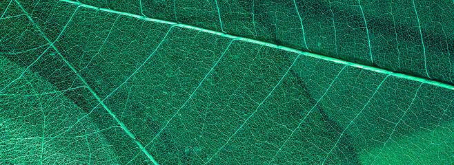 dry magnolia leaves banner. elements of nature close-up. nature-inspired environment organic design...