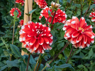 Close-up shot of the dahlia x cultorum 'Bahama red' flowering with coral, red flower with white tips in garden