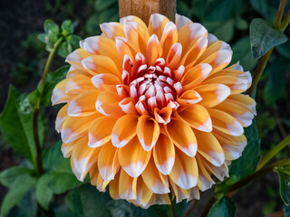 Close-up shot of the dahlia 'Bahama Apricot' flowering with flowers with apricot petals fading to ivory-white at the tips