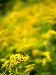 Biene auf einer Blüte